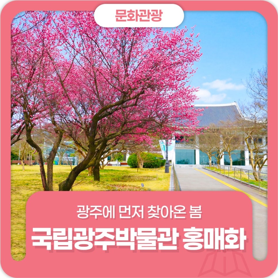 광주에 봄이 왔습니다 - 국립광주박물관 홍매화 개화 첨부이미지 : 11111.jpg